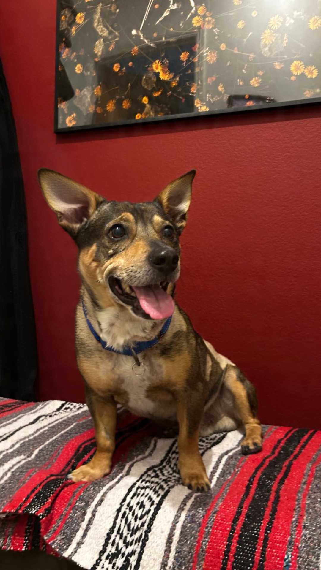 Happy mixed breed dog with blue collar smiling