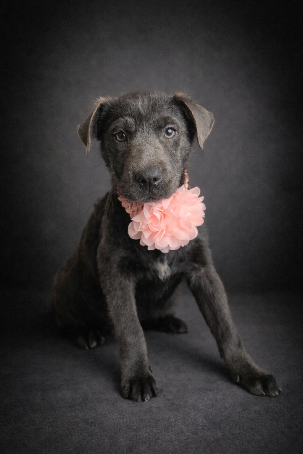 Black puppy with pink flower collar portrait