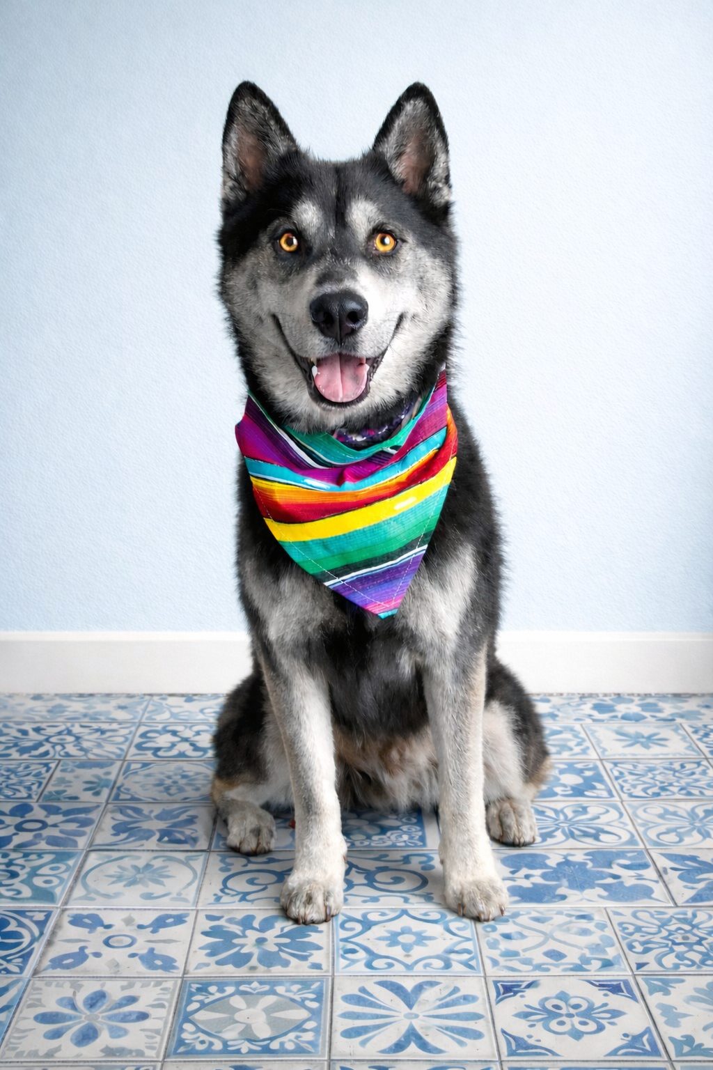 Husky mix with colorful bandana smiling